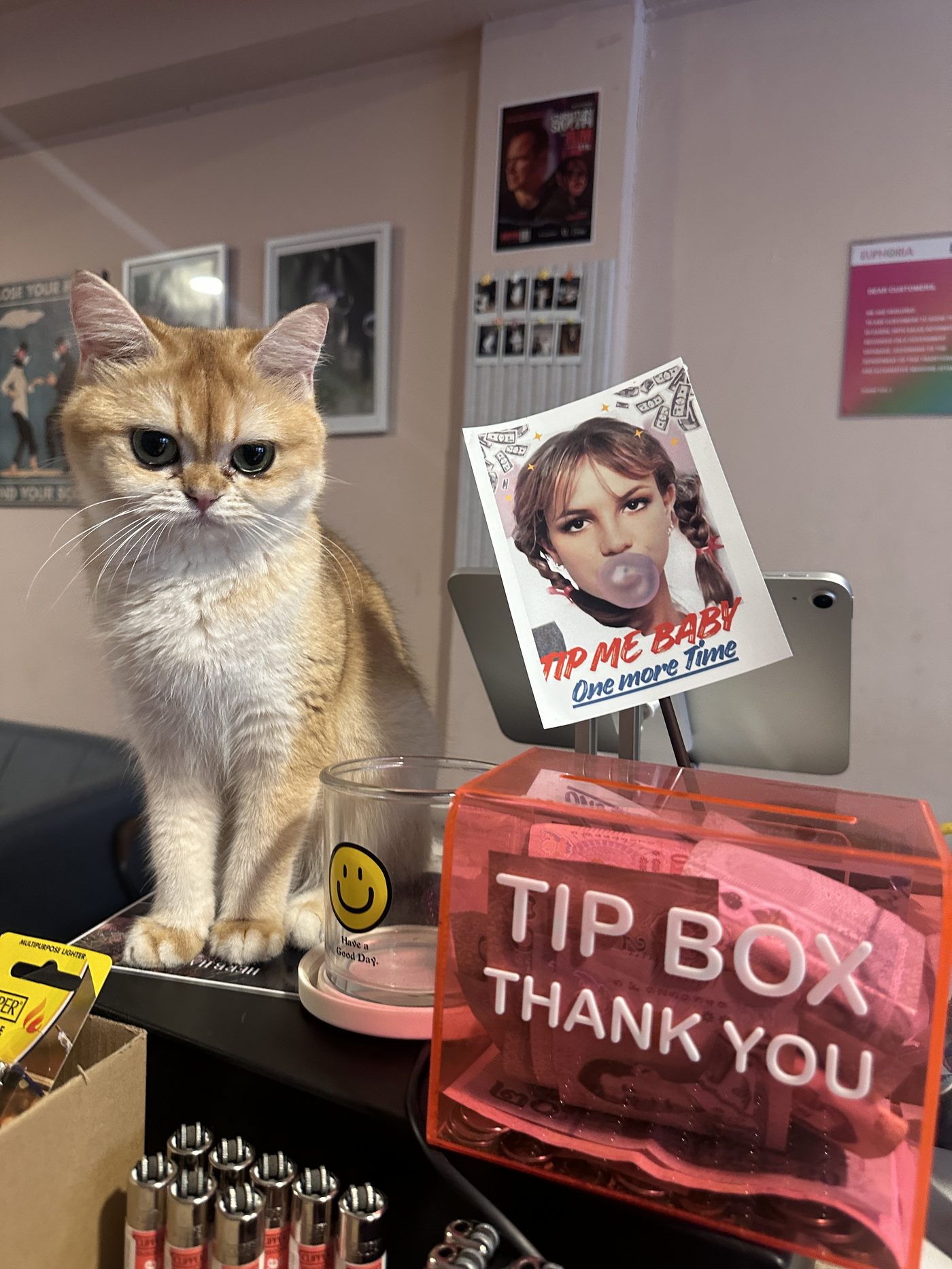 Shop cat sitting beside the tip jar at Euphoria dispensary's checkout counter