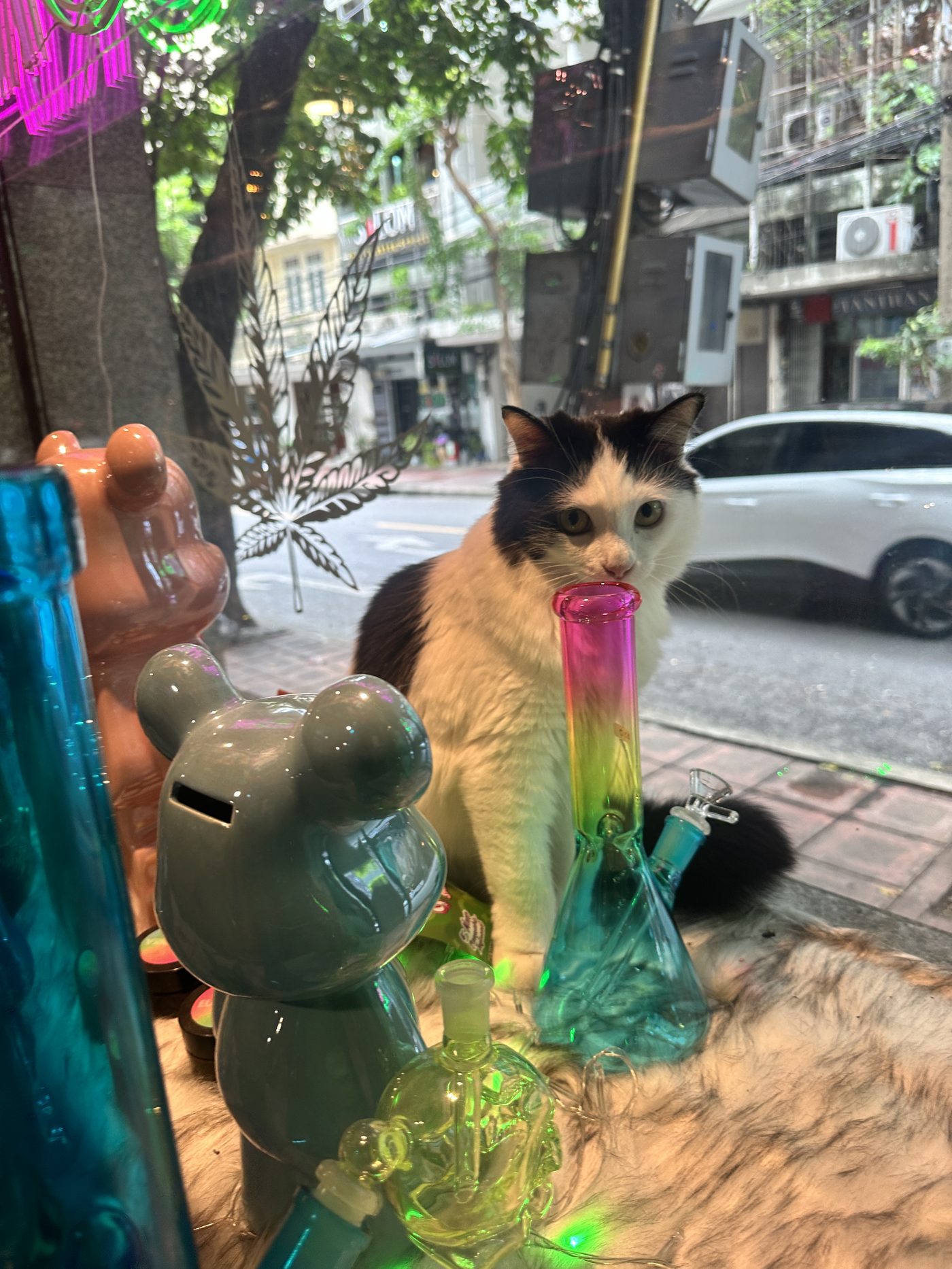 Euphoria dispensary's resident shop cat beside glass pipes in the storefront window